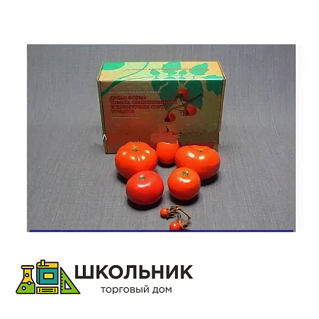Набор муляжей "Дикая форма и культурные сорта томатов"