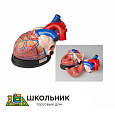 Модель сердца в разрезе (демонстрационная)