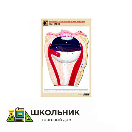 Рельефные таблицы на тему «Строение головы» (формат А1, матовое ламинир.)
